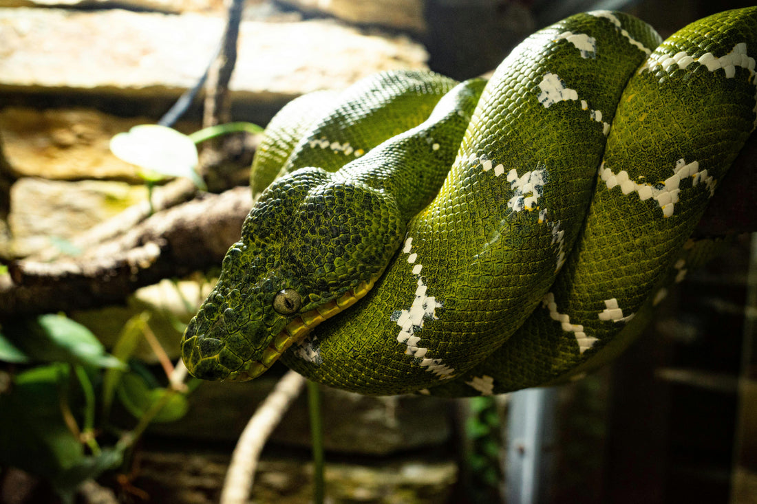 Creating the Perfect Enclosure for Your Exotic Pet: Tips from the Experts