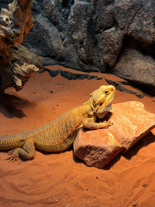 Top 5 Most Fascinating Reptiles You’ll Find at Dobs Pets & Exotics