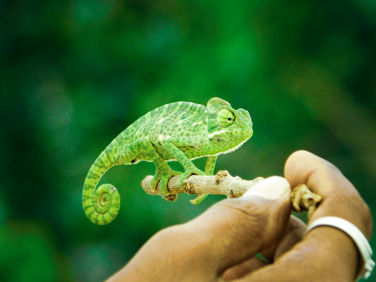 Why Choosing the Right Exotic Pet Shop in Ireland Matters?