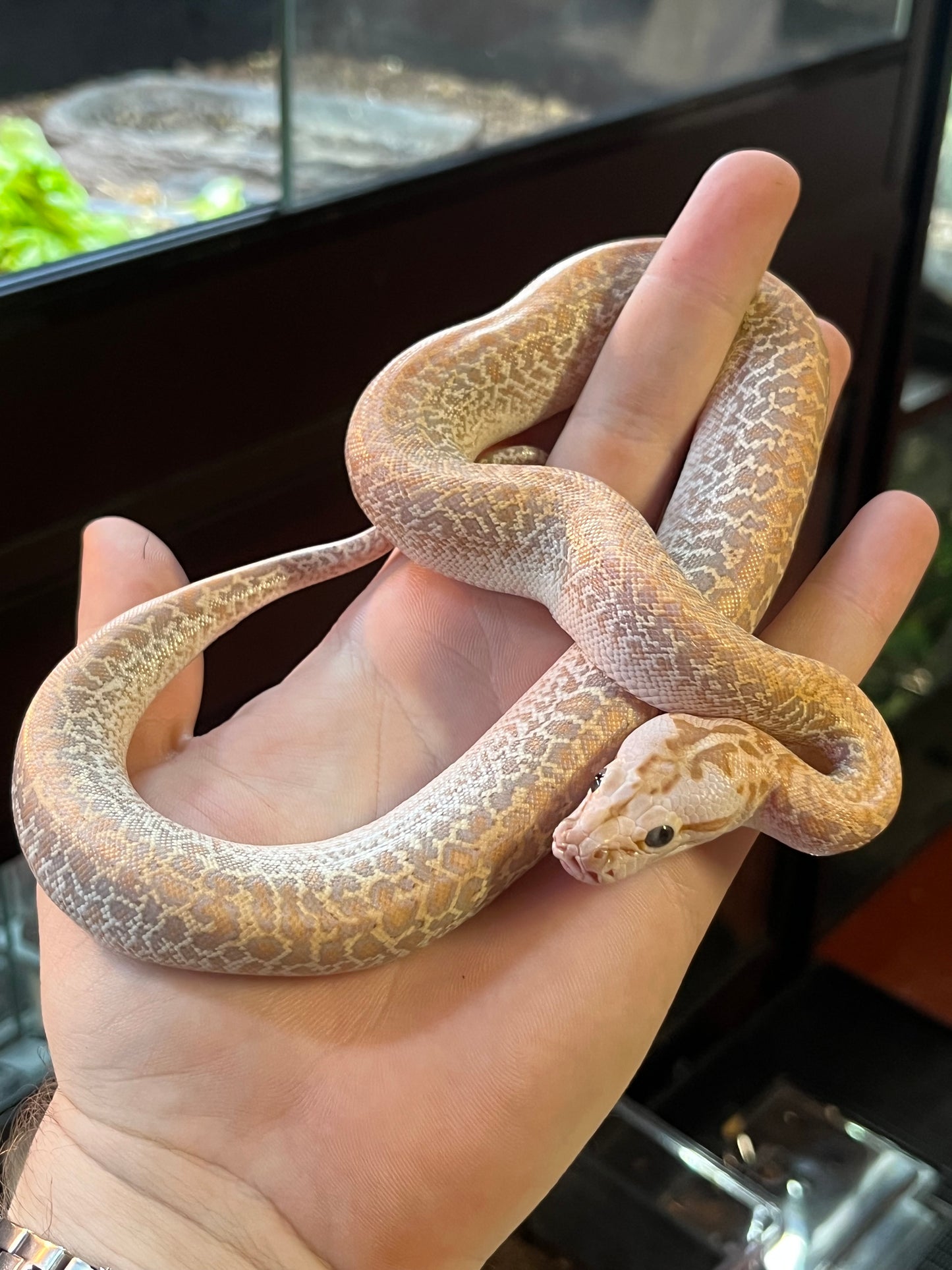 Hypo Granite Burmese Python