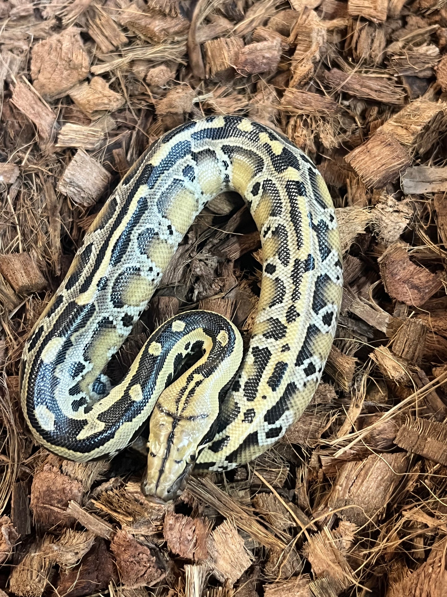 Sumatran Short-Tailed Python