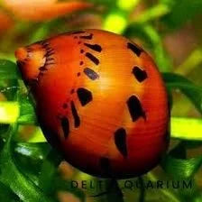 red-spotted-nerite-snail