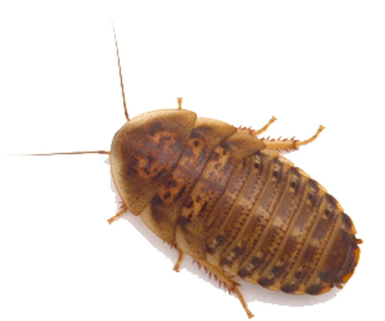 dubia-roaches