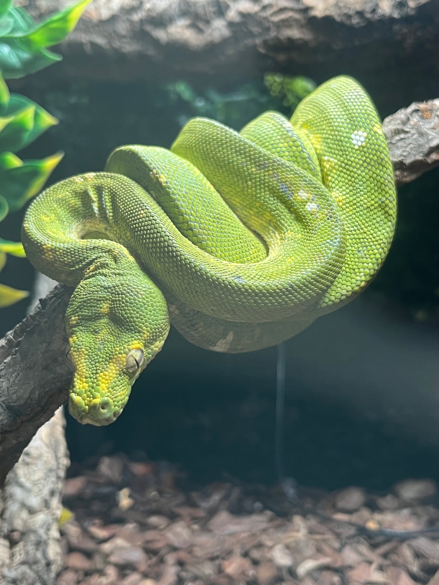 Green tree python