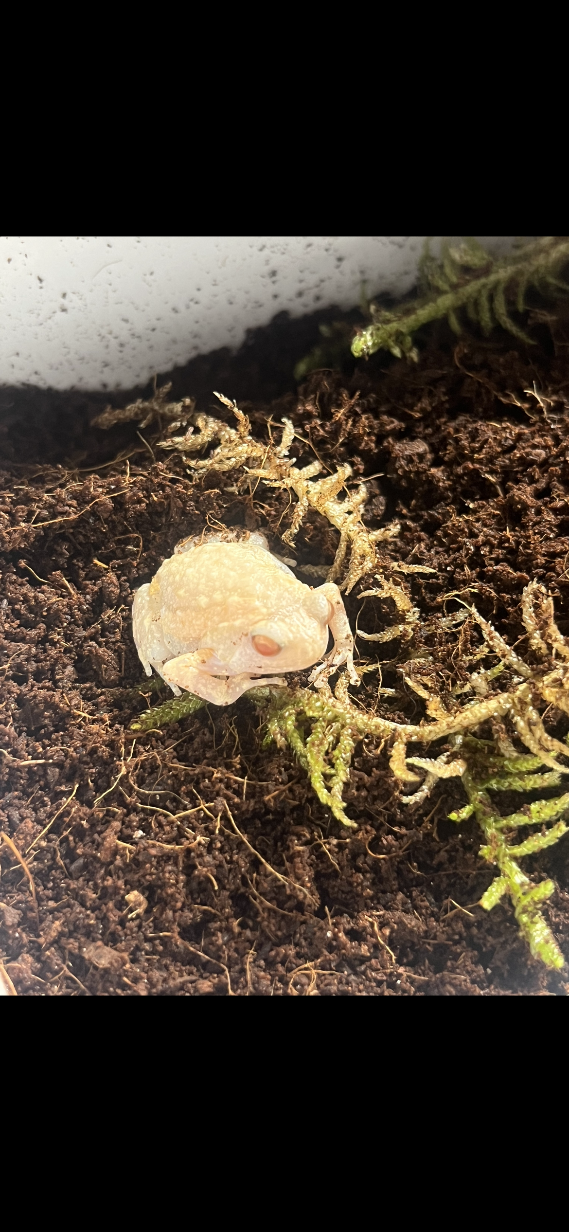 Albino Chubby Frog