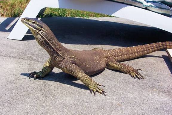Argus monitor