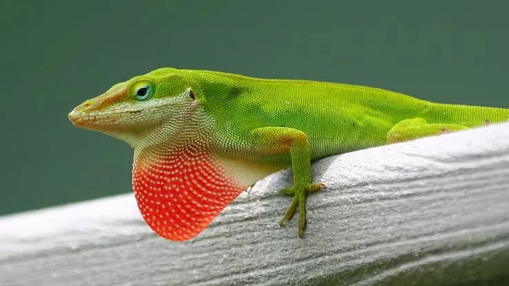 Green anole