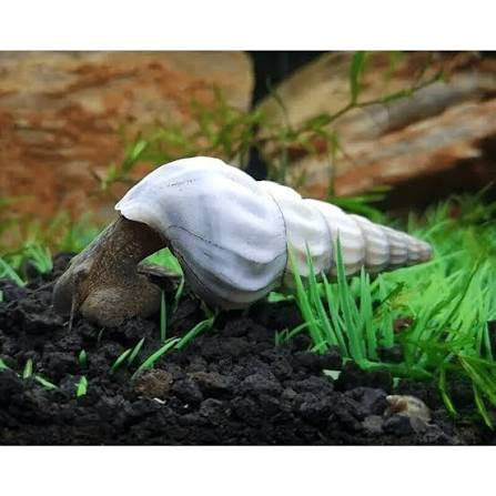 White Hercules snail