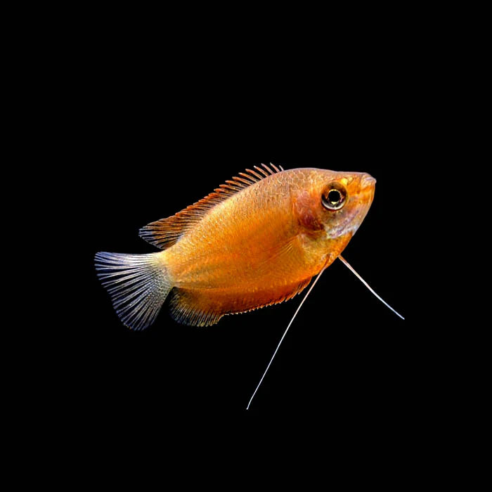 Honey gourami