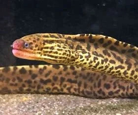 freshwater-moray-eel-gymnothorax-polyuranodon