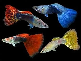 male-assorted-guppy