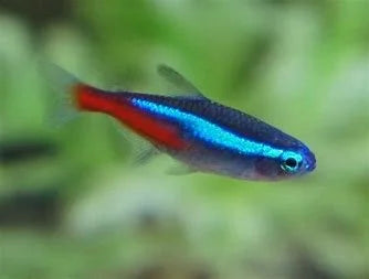 neon-tetra