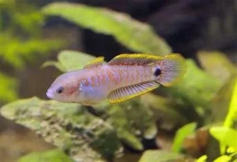peacock-goby