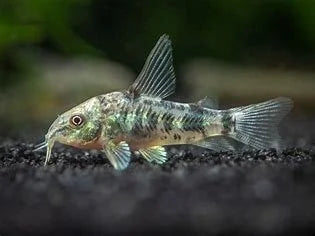 peppered-corydorus