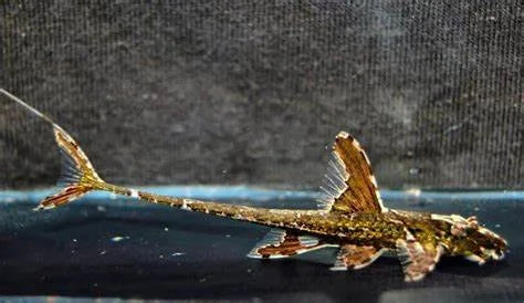whiptail-catfish