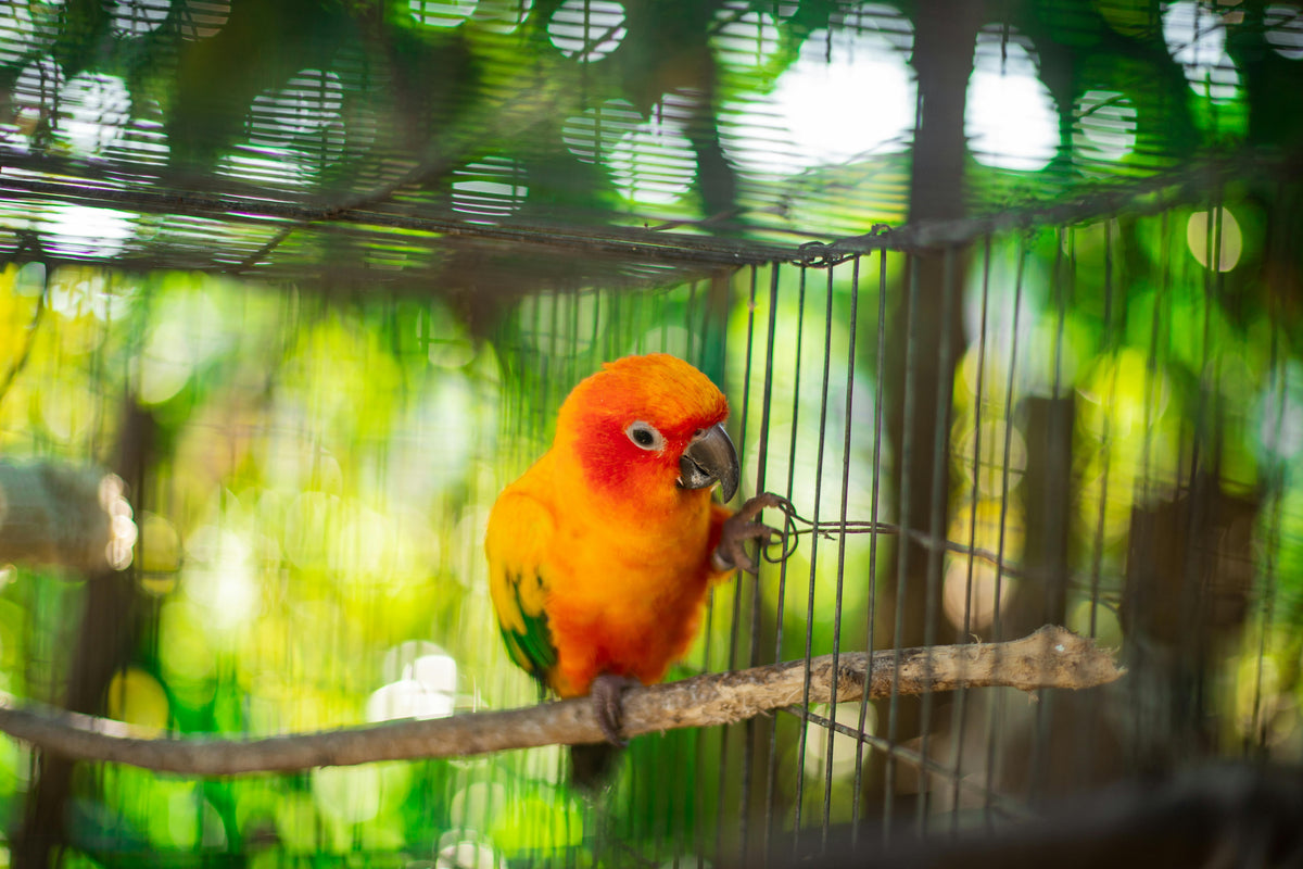Collections – Dobs Pets & Exotics