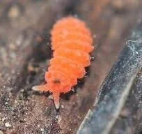 orange-springtails-bilobella-braunerae-starter-culture
