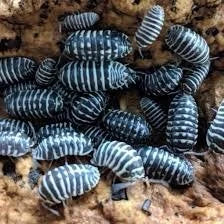 armadillidium-maculatum