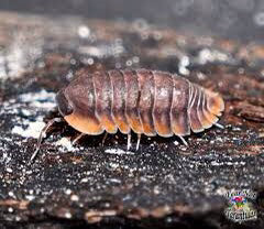 red-cuban-isopods-15ct