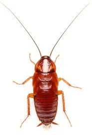 red-runner-roaches