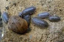 porcellio-laevis-grey-x10