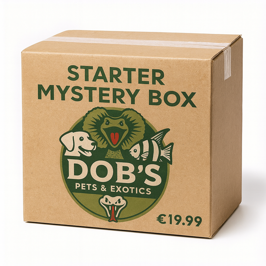 Starter Mystery Box