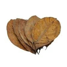 betta-choose-jack-leaves-x20