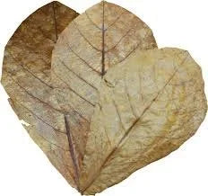 betta-choice-catappa-leaves