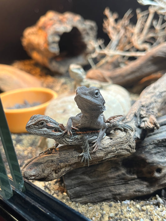 Bearded dragons various morphs
