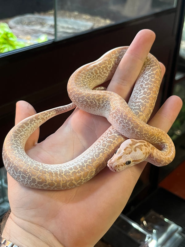 Bull Python Granite Hypo Granite Burmese Python – Dobs Pets & Exotics