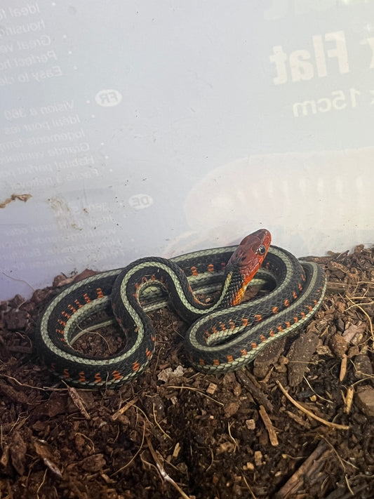 red sided garter snake