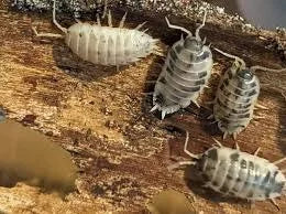 porcellio-laevis-dairy-cow-x10