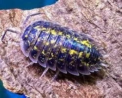 porcellio-flavimarginatus-crete-x10