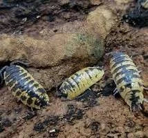 porcellio-ornatus-high-yellow