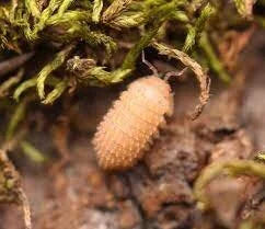 pineapple-isopods-cristarmadillidium-muricatum-10ct