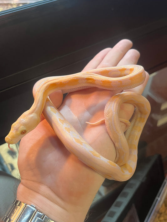Albino Tiger Reticulated Python