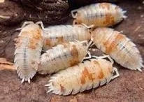 porcellio-laevis-orange-dalmatian-x10