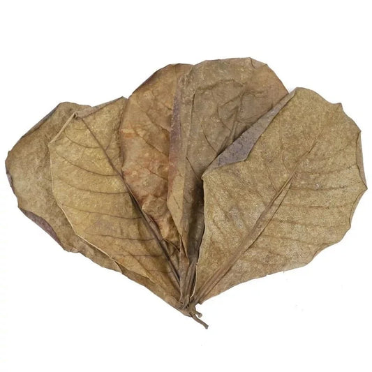 indian-almond-leaves-10pack