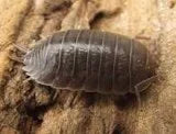 porcellio-laevis-tirana-x10