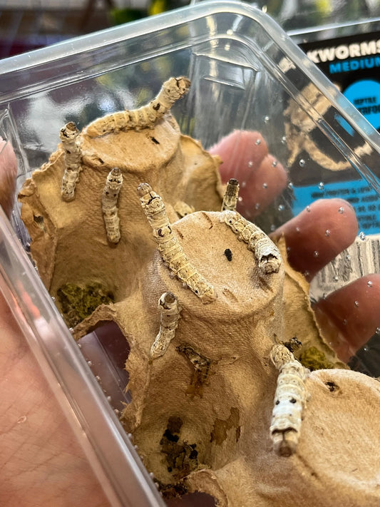 medium-silk-worms