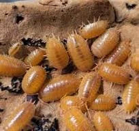 porcellio-laevis-orange-x10