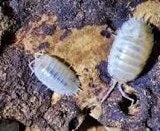 porcellio-laevis-white-x10
