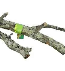 cork-branch