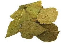 betta-choice-mulberry-leaves