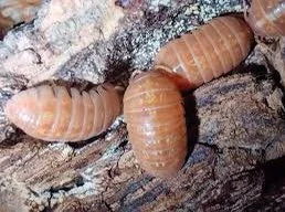 armadillidium-vulgare-orange-x10