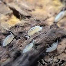 dwarf-white-isopods