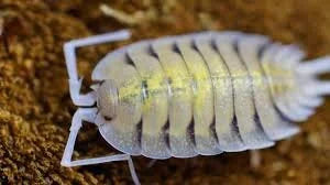 porcellio-bolivari-x10