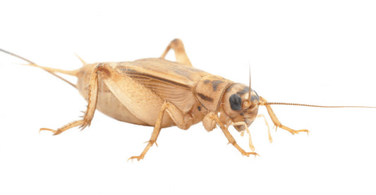 crickets