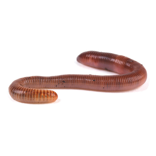 earth-worms