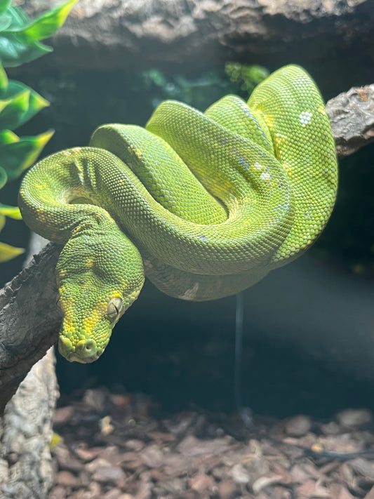 Green tree python